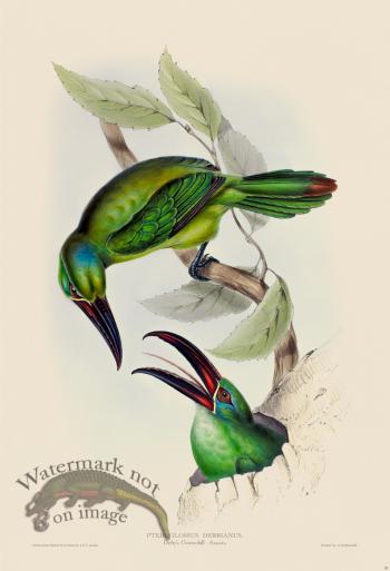 Derby's Groove-bill Aracari